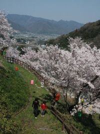 金竜山農村公園の桜の写真