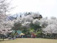 於安パークの桜の写真