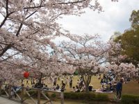 公渕森林公園の桜の写真