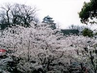 丸亀城（亀山公園）の桜の写真