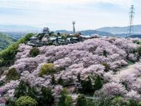 朝日山森林公園の桜の写真