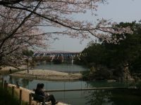 滝宮公園の桜の写真