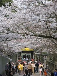 桜馬場の桜の写真