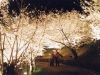 県立桃陵公園の桜の写真