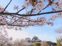 城山公園（愛媛県）の桜の写真