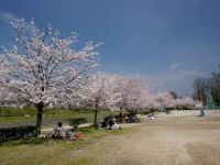 石手川緑地の桜の写真