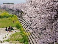 頓田川河川敷の桜の写真