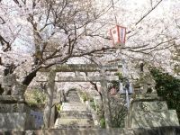 琴平公園の桜の写真