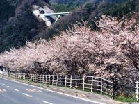 桜三里の桜の写真