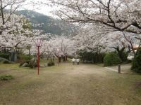 武丈公園の桜の写真