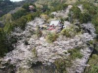 宿毛天満宮の桜の写真