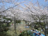 為松公園の桜の写真