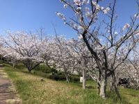 桜づつみ公園の桜の写真