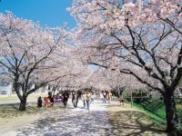 鏡野公園の桜の写真