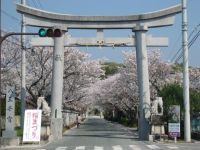 八王子宮・八王子公園の桜の写真