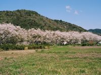 鮎乃瀬公園の桜の写真