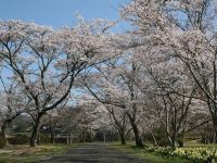 家地川公園の桜の写真