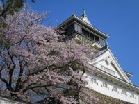 勝山公園（小倉城）の桜の写真