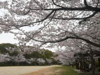 延命公園（福岡県）の桜の写真