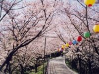 大将陣公園の桜の写真