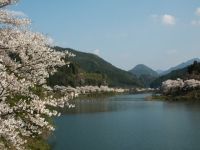 日向神の千本桜の写真