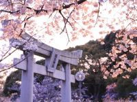 垣生公園の桜の写真