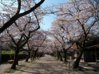 秋月 杉の馬場の桜の写真