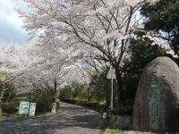巨石パークの桜の写真