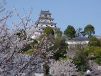 唐津城（舞鶴公園）の桜の写真