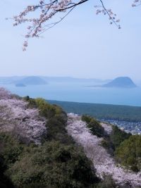 鏡山の桜の写真