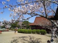 西渓公園の桜の写真