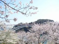 西海橋公園の桜の写真