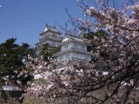 島原城の桜の写真