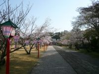 亀岡公園の桜の写真