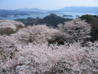 大山公園の桜の写真