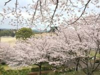 菊池公園の桜の写真