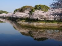 立岡自然公園の桜の写真