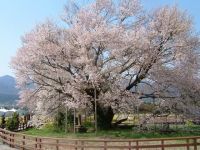 一心行の大桜の写真