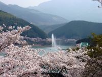 市房ダム湖の桜の写真