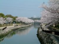 平和市民公園の桜の写真