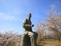 国指定史跡 岡城跡の桜の写真