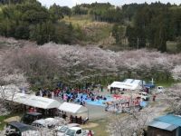 安岐ダム公園の桜の写真