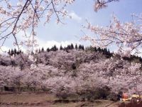 竹香園の桜の写真