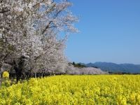 西都原の桜の写真