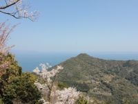 遠見山の桜の写真
