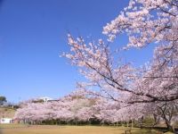 丸岡公園の桜の写真