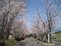 溝辺上床運動公園の桜の写真