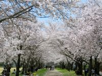 忠元公園の桜の写真