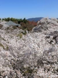 将軍塚青龍殿の桜の写真