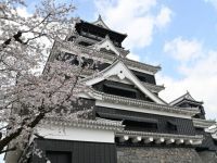 熊本城の桜の写真